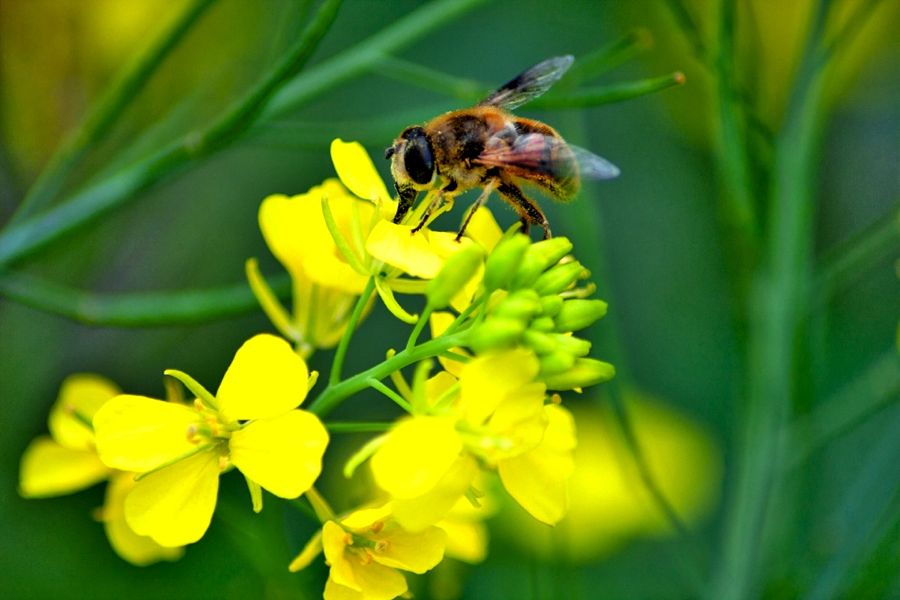 Award recognizes producers who help pollinators