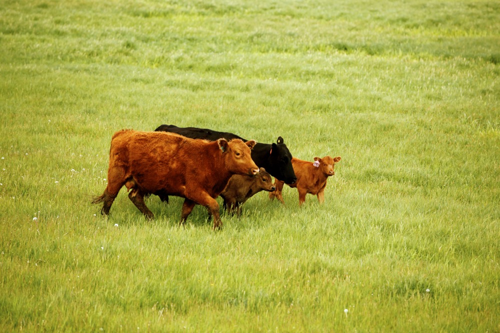 Stockmanship schools on offer