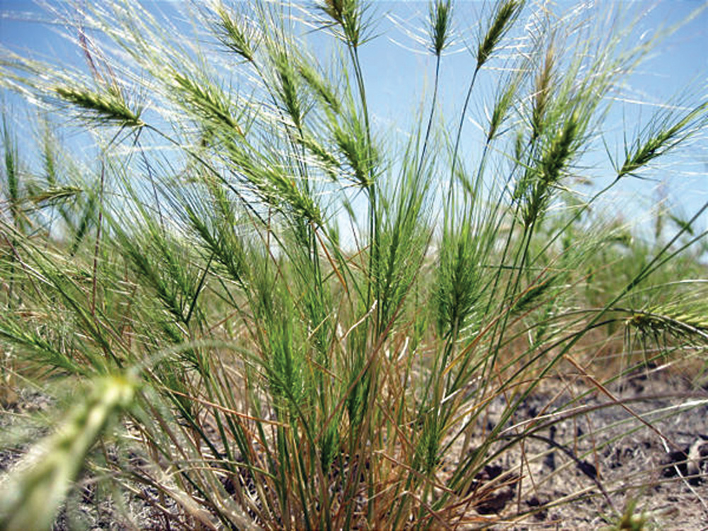 Medusahead has earned its nasty name and even wildlife won’t  graze it.