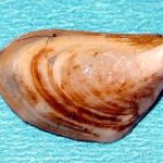 Invasive species — such as this quagga mussel — pose a major threat to the aquatic ecosystem.