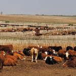 Working with a feedlot is an option to consider if you’re short on feed this year, says a provincial risk management specialist.