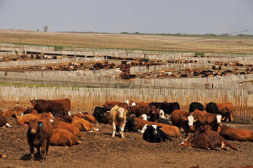 Working with a feedlot is an option to consider if you’re short on feed this year, says a provincial risk management specialist.