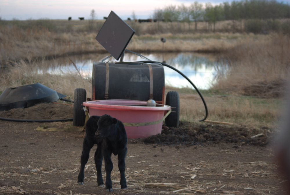 By installing waterers next to fenced-off riparian areas, Sean McGrath had gained extra weeks of water during dry years, and has eliminated problems like foot rot.