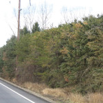 Planting directly underneath a power line means you’ll be doing a lot of pruning, which is also harmful for the trees.