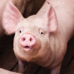 The hog sector knows it’s under scrutiny and has “made significant strides in improving our level of animal care and husbandry,” says the chair of Western Hog Exchange.