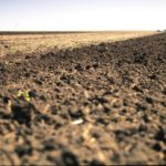 Cool conditions see slow emergence, seeding nears completion