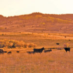 More than two-thirds of your pasture growth happens by mid-July.