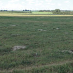 An influx of gophers is ripping up the land and making holes at Ian Murray’s place near Acme.