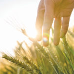 The only way to judge fertilizer claims is increased yield — not by testimonials or unsubstantiated claims, says a provincial crop specialist.