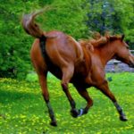 The lowdown on the common lumps and bumps of horses
