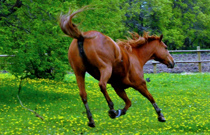The lowdown on the common lumps and bumps of horses