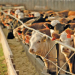 Alberta Beef Producers is refunding more than a third of the checkoff money it collects — with 88 per cent of that going to cattle feeders.