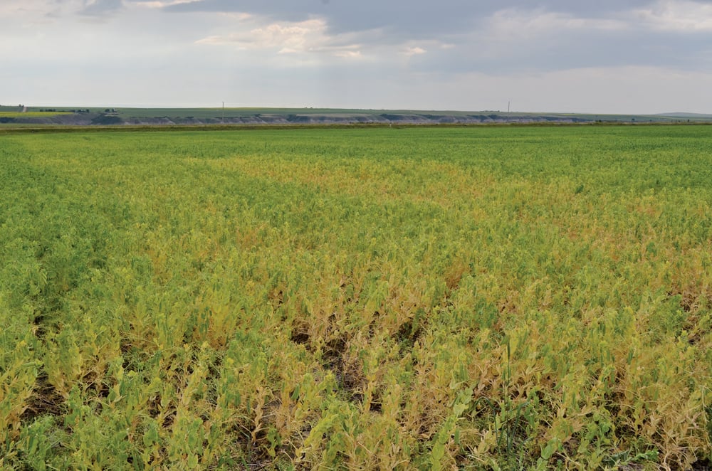 A pea field affected by root rot often looks yellow and withered, but some infected fields don’t look as bad as others.