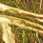Weevil larvae offer up major damage to Canada thistle.