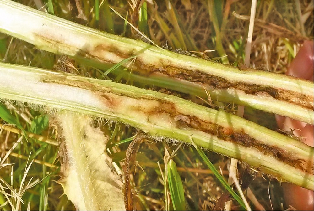 Weevil larvae offer up major damage to Canada thistle.