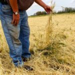 Salvaging hail-damaged crops