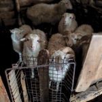 A poorly ventilated sheep barn can be “a perfect place to get Q fever,” says an infectious disease specialist.