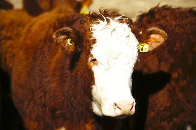 Assessing lameness in livestock for transport Alberta Farmer Express