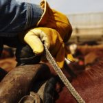 Alberta Beef Producers delegate nominations closing soon