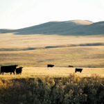 Every dollar spent on research and marketing generates a big return for the
Canadian cattle industry, says a new economic analysis.