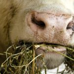 Cow chewing hay