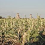 Unlike swathed fields, nitrate levels in hailed-out crops can continue to rise and that increases
the risk of nitrate poisoning.