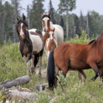The Wild Horses of Alberta Society is in the first year of a five-year pilot project to use a contraceptive
vaccine to control the province’s population of wild horses, which numbers around 850.