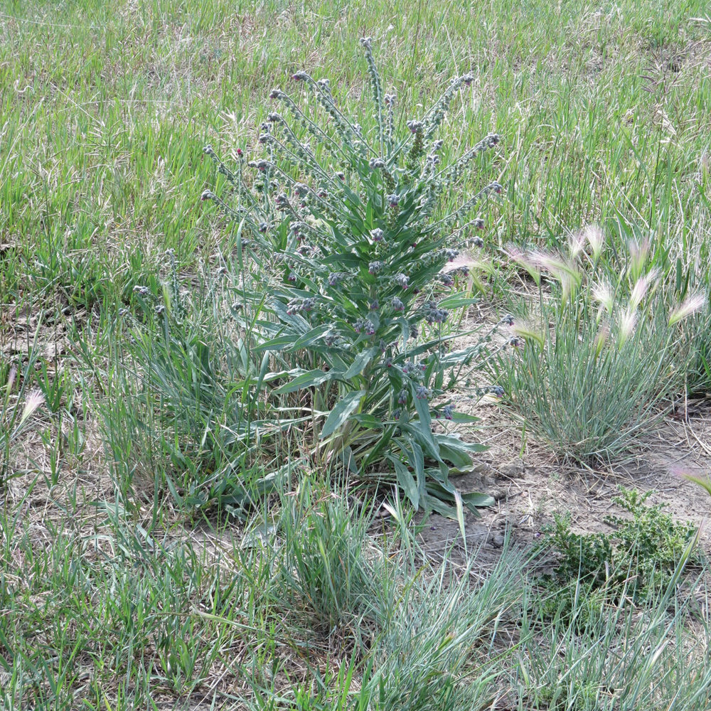Toxic weed to livestock produces up to 4,000 seeds per plant