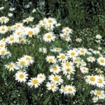 Ox-eye daisy is sometimes sold in wildflower mixes, but it is an invasive weed that can ruin a pasture.