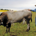 Peter DenOudsten, of Lacombe, has grown his Piedmontese cattle operation from a few cows in the late ’80s to the largest herd in Canada.