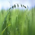 Pesticide makers create resistance website