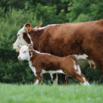 When it comes to castration, the smaller and younger the calf the better, especially if he’s still nursing.