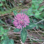 The leaves of red and white clover, unlike those of alsike clover, show the characteristic
inverted “V” commonly referred to as a “watermark.”