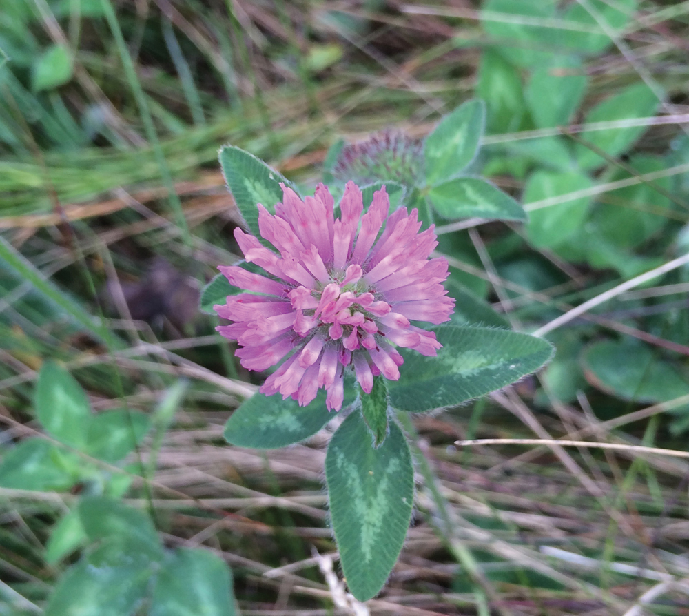 The leaves of red and white clover, unlike those of alsike clover, show the characteristic  inverted “V” commonly referred to as a “watermark.”