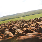 Retained ownership of your calves is one way to capture more money if you can feed them efficiently.