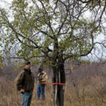 Common buckthorn, which has been found in two Alberta locations, can easily outcompete native species.