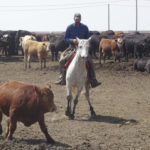 The vast majority of Canadian feedlots is doing an excellent job when it comes to animal welfare, says Dr. Joyce Van Donkersgoed, who helped create the new audit tool.