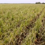 What started as a potential drought year has instead produced
a never-ending stream of hailstorms.