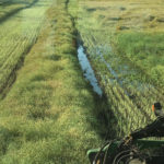 The view from John Guelly’s swather on Aug. 31 is a scary sight — standing water in his canola crop left over from a late-season rain storm on Aug. 22.