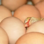 Eggs don’t stay this clean in a hatching barn, so it’s important to find an effective way to clean them.