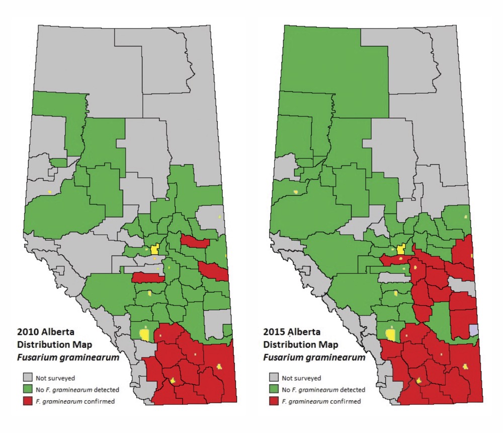 In a 2010 survey, fusarium head blight was found in 13 counties in southern Alberta.  By 2015, the disease had spread north into 22 counties.