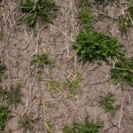 Controlling winter weeds now will pay off later
