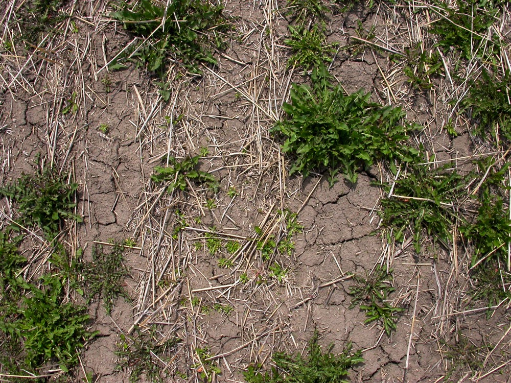 Controlling winter weeds now will pay off later