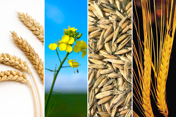 Three crop marketing pros share their No. 1 tip