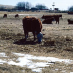 Ranches in southeast hit hard after TB discovered