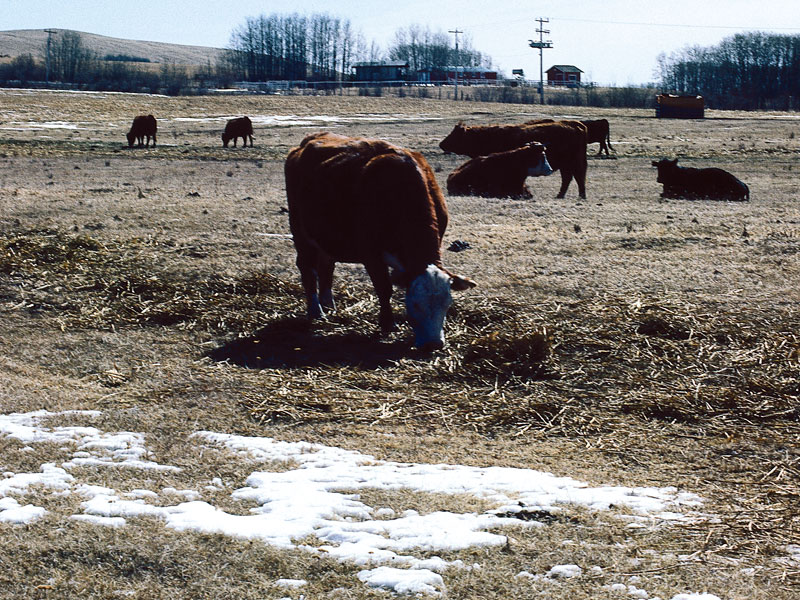 Ranches in southeast hit hard after TB discovered