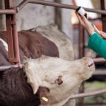 Veterinary drug use is going to be subject to new regulations on December 1.