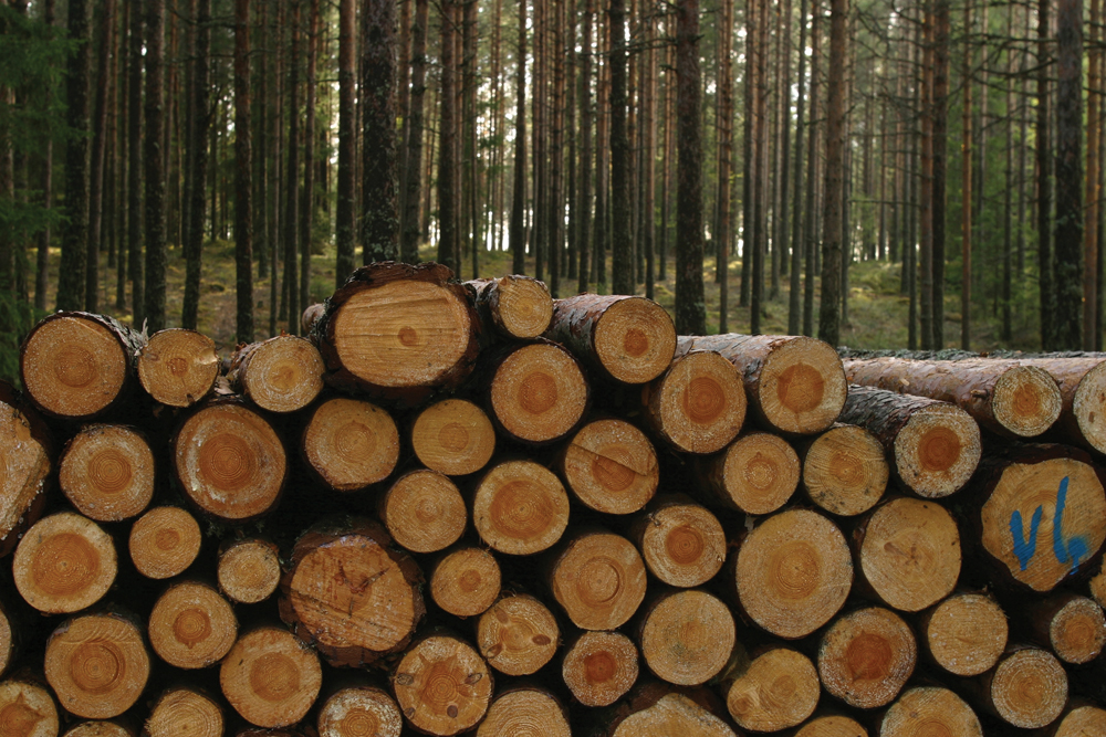 For some woodlot owners, turning logs into boards is a hobby. Those seeking a winter source of income should invest in more expensive sawmills needed for higher volumes of production.