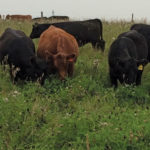 Most of the cicer milk vetch in this pasture was established by cattle depositing seed through their manure. Since it takes three days for feed to completely go through a cow’s digestive system, moving these cows to a new paddock will bring seeds to that area.