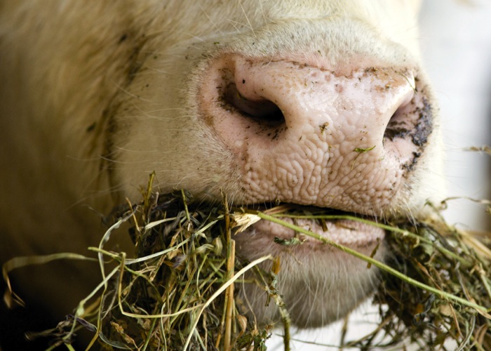 cow chewing hay
